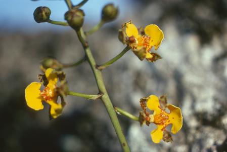 Flowers of an Oncidium orchid, west of Jutiapa