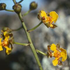 Flowers of an Oncidium orchid, west of Jutiapa