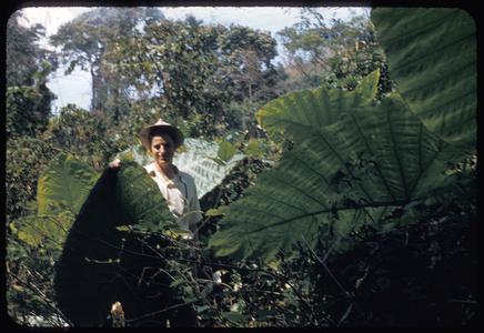 With elephant ear leaves