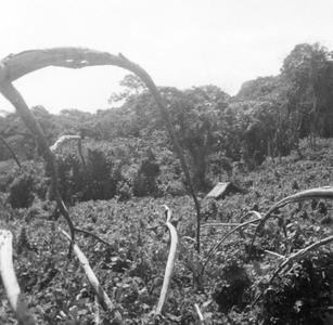 Cornfields Near the Kuba-Bushong Village of Mbon aByesh