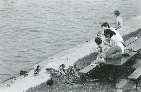 People feeding ducks