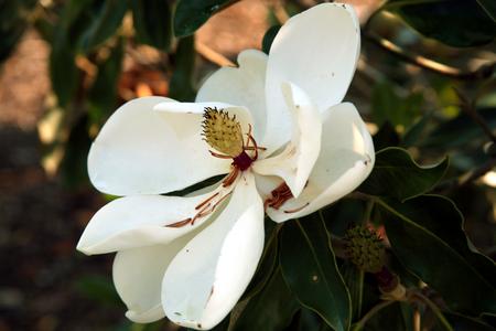 Magnolia grandiflora - older flower