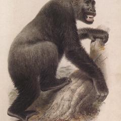 Climbing Gorilla Print