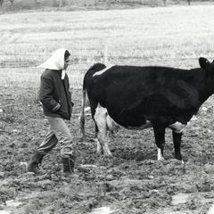 Woman and cow