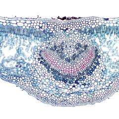 Cross section of a leaf of Nerium oleander - a xeromorphic plant