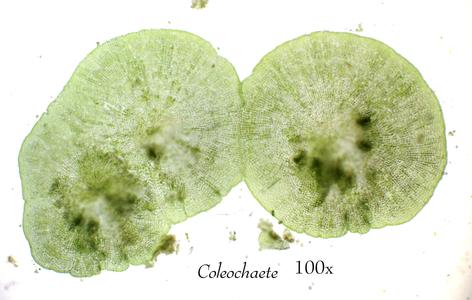 Coleochaete - merged colonies
