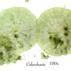 Coleochaete - merged colonies