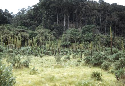 Pasture with Rumex in cloud forest