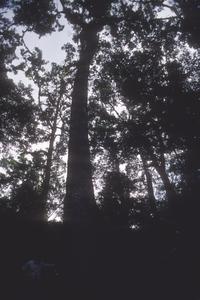 Giant oak, south slope of Sierra de Manantlán Occidental