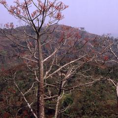 Tree view on hill