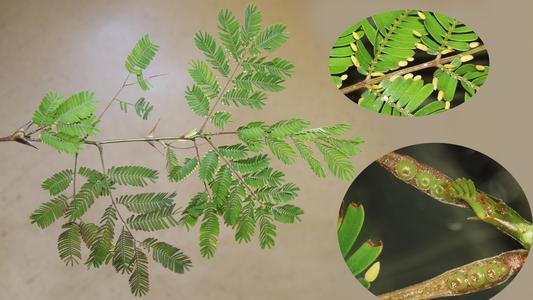 Modified leaves - stipular spines of bullhorn Acacia with nectaries and Beltian bodies