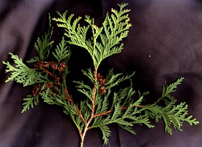 White cedar - branch with mature ovulate cones