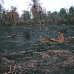 Land After Burning