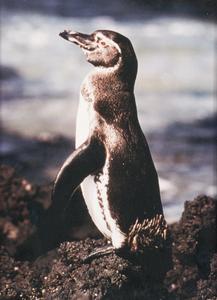 Galápagos Penguin (Sphenicus mendiculus)