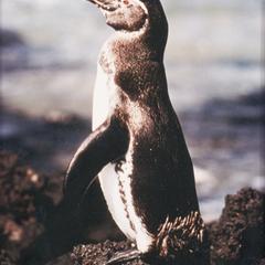 Galápagos Penguin (Sphenicus mendiculus)
