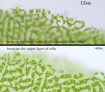 Ulva - two cell layers