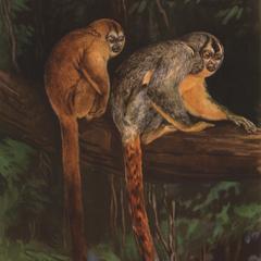 Aotus vociferans (left monkey), Aotus infulatus (right monkey)
