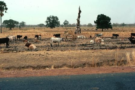 N'dama Cattle Tethered Near Village