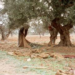 Gathering the Fallen Olives