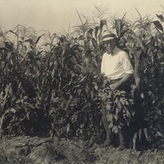 Man amidst corn