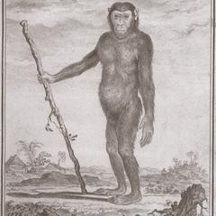 Abbildung 9 : Le Jocko (Buffon, 1765)