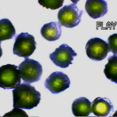 Equisetum arvense - spores with elators movie