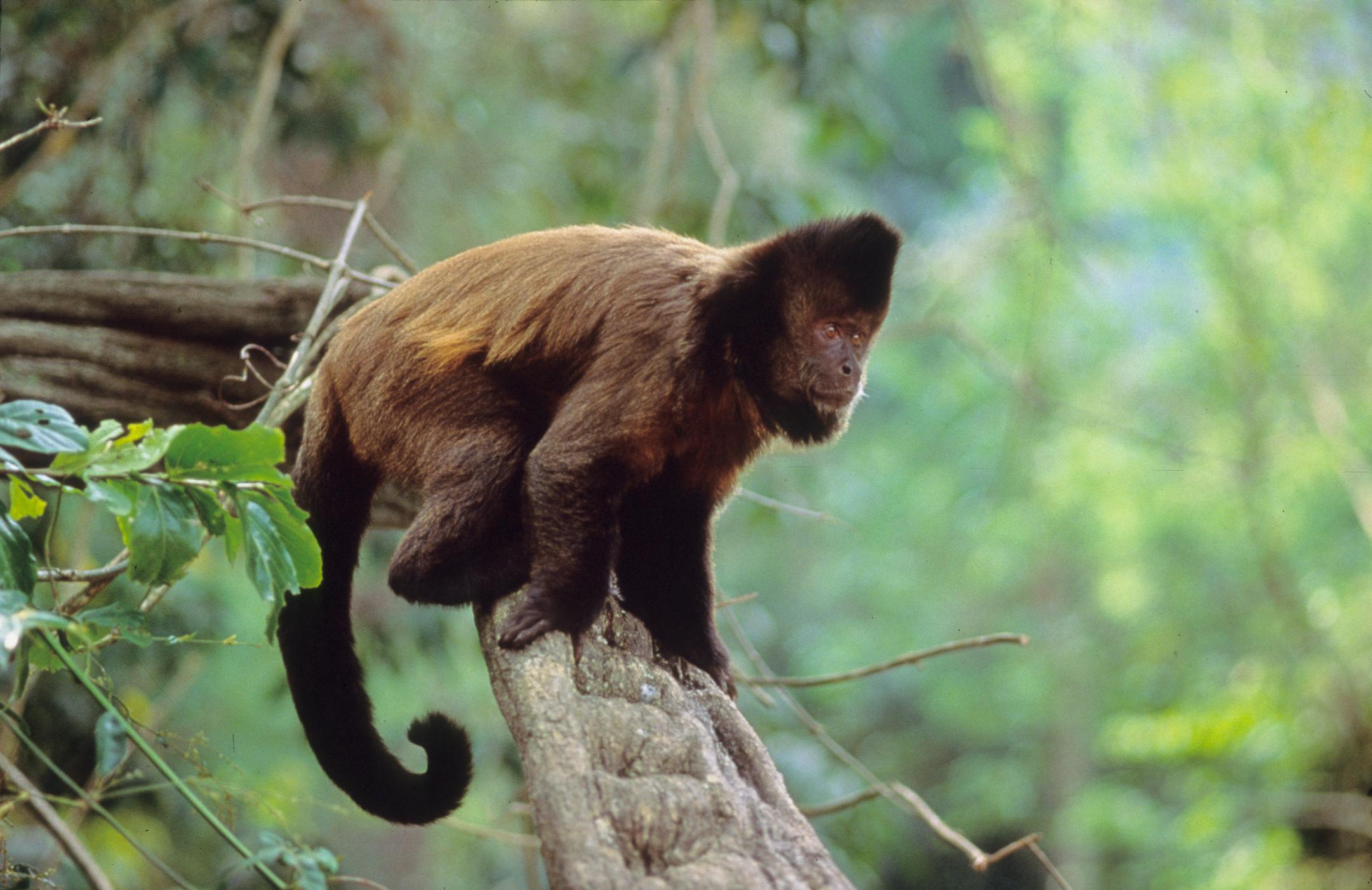 Tufted Capuchin Monkeys - Language Research Center