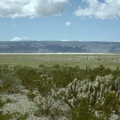 Cactus and creosote-bush desert with gypsum dunes