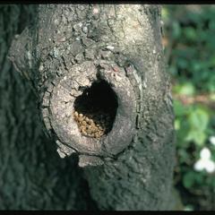 Knothole in tree with basswood seed shells eaten by animal, "Island" woods near Sun Prairie