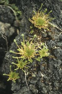 Selaginella at base of Volcán Telica