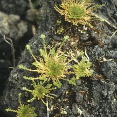 Selaginella at base of Volcán Telica