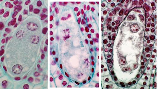 Composite of Lilium megagametophyte, 1. four-nucleated embryo sac, 2. final mitotic division, and 3. mature 8-nucleated 7-celled embryo sac