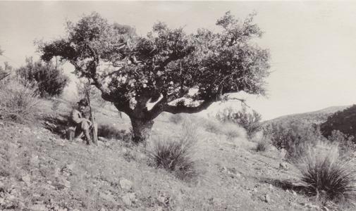 Mountain oak and G.F. Laughlin