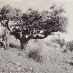 Mountain oak and G.F. Laughlin