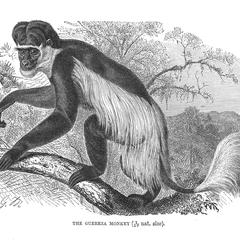 The Guereza Monkey (1/10 nat. size)