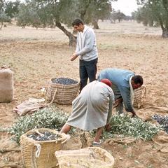 Putting the Olives in a Sack