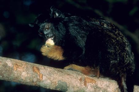 Saguinus midas midas