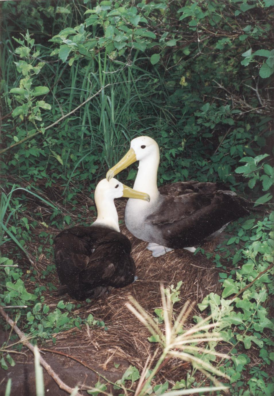 Waved Albatrosses (Diomedea irrorata)