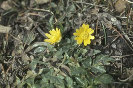 Ranunculus flowers on Sierra Cuchumatanes