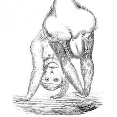 Macaque libidneux ( A lewd, male macaque)