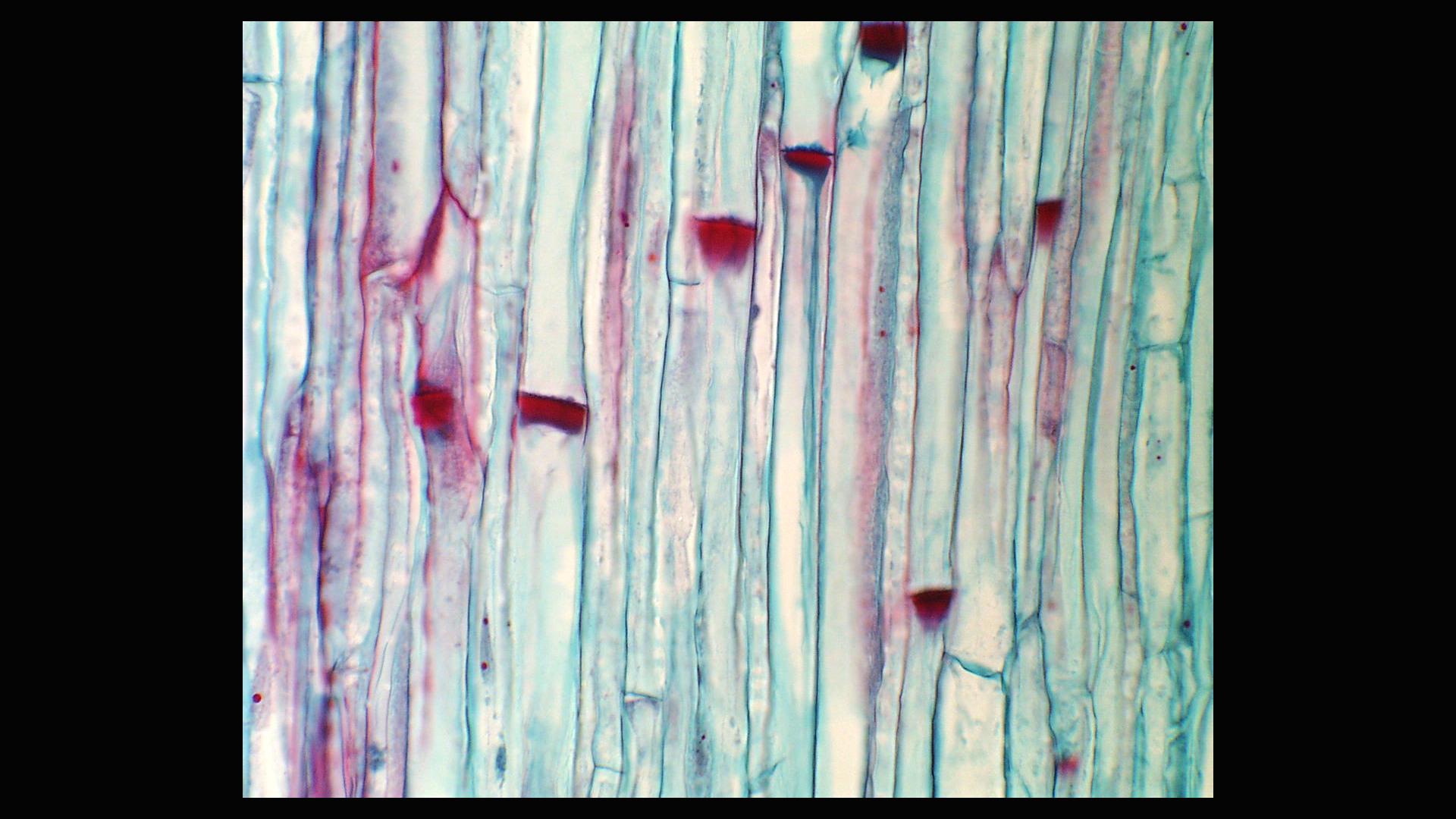 longitudinal section of a stem