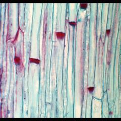 Phloem in a longitudinal section of Cucurbita stem - prepared slide 40x objective