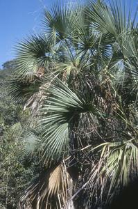 Sabal rosei? palm on limestone outcrop near La Palomita