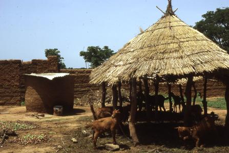Goats in village