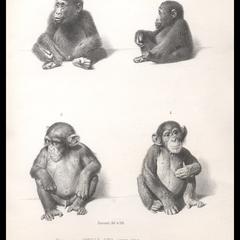 Juvenile Male Chimpanzee and Gorilla Print