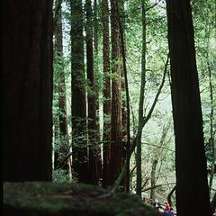 Coastal redwood at Muir's Woods