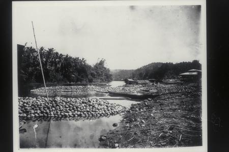 Coconuts, Laguna, 1926