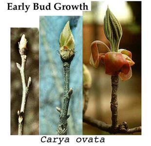 Composite of expansion of hickory bud in the spring