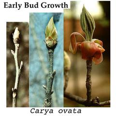 Composite of expansion of hickory bud in the spring
