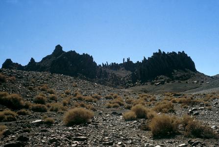 Rocks Resembling Trees in Desert Landscape